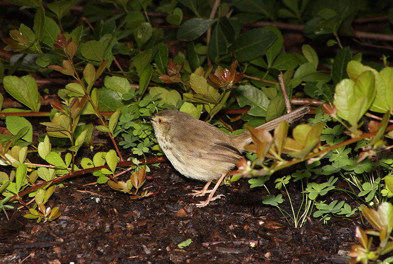 File:Karoo Prinia or Spotted Prinia, Prinia maculosa at Kirstenbosch (5860294033).jpg