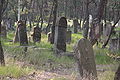 * Nomination A couple of gravestones in old Jewish cemetery in Otwock, Poland Aotearoa 08:38, 14 September 2008 (UTC) * Decline Dull light and blurry --Massimo Catarinella 23:03, 19 September 2008 (UTC)