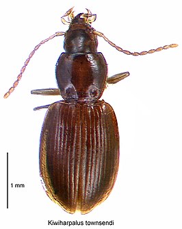 Kiwiharpalus townsendi