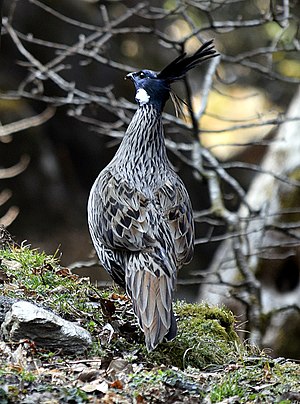 Koklass Pheasant.jpg