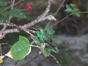 Kolibri-Kuba1.JPG