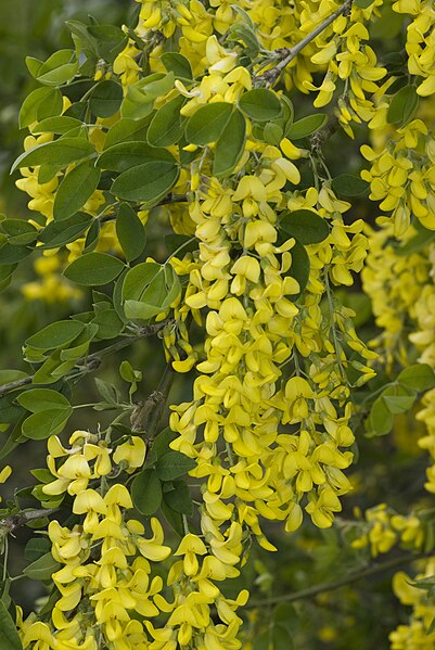 File:Laburnum anagyroides fluy 80 05052007 1.jpg