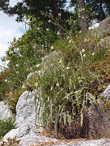 Lower leaves senescing during flowering, a trait typical to this species Lactuca indica 3.JPG