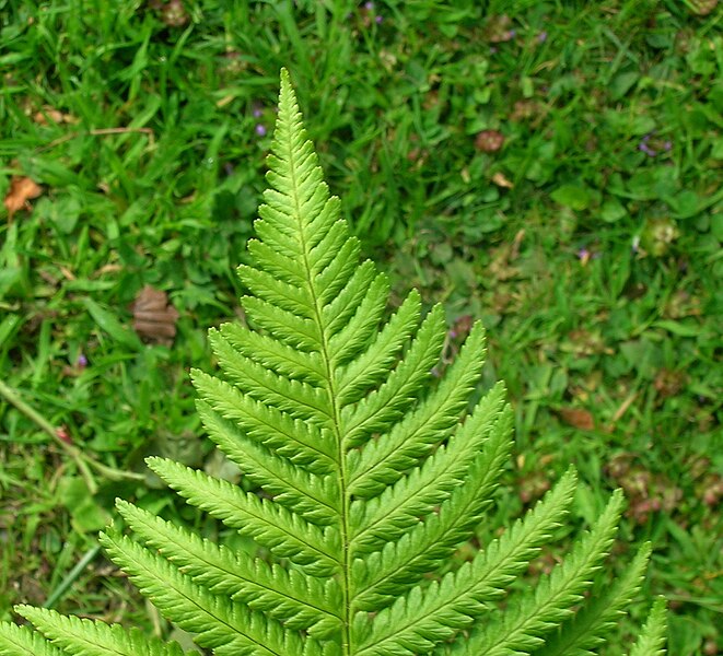 File:Lady Fern frond - normal appearance.jpg