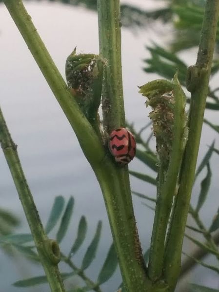 File:Ladybug Charm.jpg