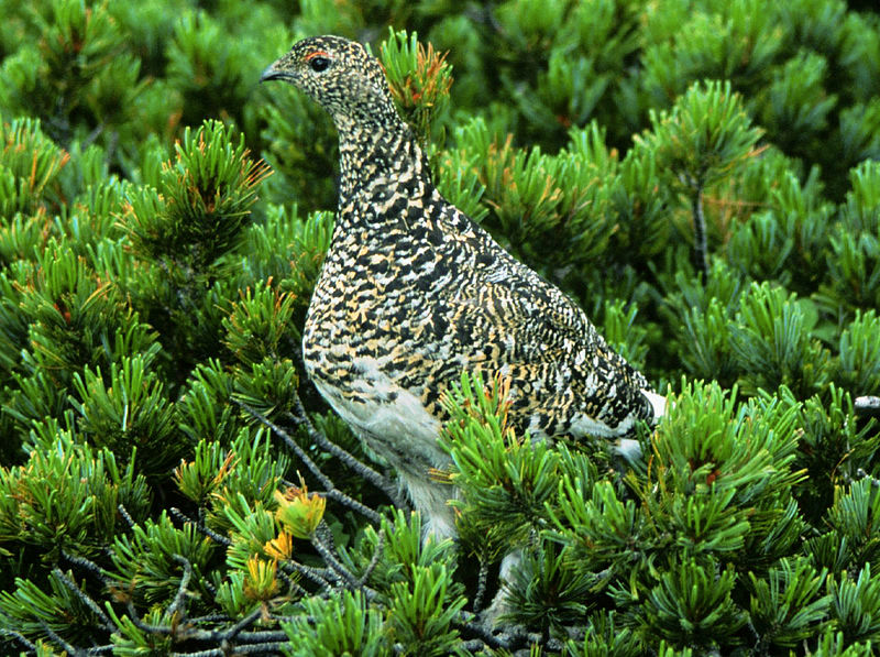 File:Lagopus muta japonica in Mount Sugoroku.jpg