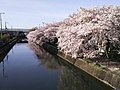 藤森駅付近の琵琶湖疏水沿いの桜並木。師団橋上より南望（京都市伏見区）