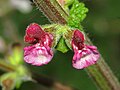 Salvia viscosa