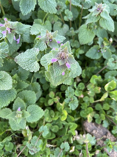 File:Lamium purpureum 179159884.jpg