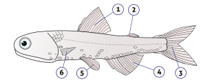 Lampanyctodes hectoris (Hector's lanternfish) fins.svg