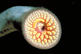 Boca circular da lampreia, uma característica comum dos ciclóstomos.