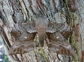 Unlike butterflies, most moths (like Laothoe populi) fly by night and hide by day. Laothoe populi 5.jpg