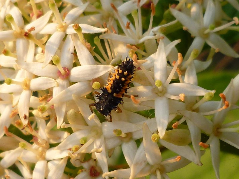 File:Larve eines Käfers auf der Hartriegel-Blüte.jpg