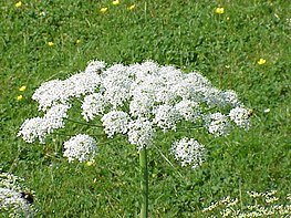 263px-Laserpitium_latifolium2.jpg