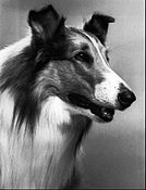 Lassie, fue el primer perro asegurado en Estados Unidos (1982)