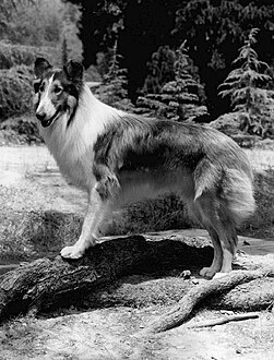 Lassie portrait 1968.JPG