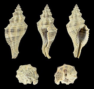 <i>Lataxiena blosvillei</i> Species of gastropod