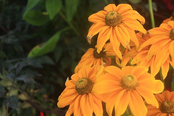 Yellow flowers in late summer