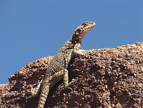 Descrição da imagem Laudakia stoliczkana, Monumento Natural Eej Khairkhan, Tsogt sum, província de Govi-Altai, Deserto de Gobi do Norte, Mongólia 8.JPG.