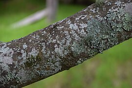 Laurus azorica in Eastwoodhill Arboretum (2).jpg