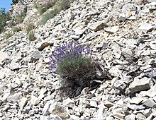 Plant de lavande sauvage dans un éboulis calcaire aux environs de 1 550 mètres d'altitude, dans la montagne de Lure