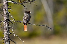 Lavskrika - Kålhuvudets naturreservat.