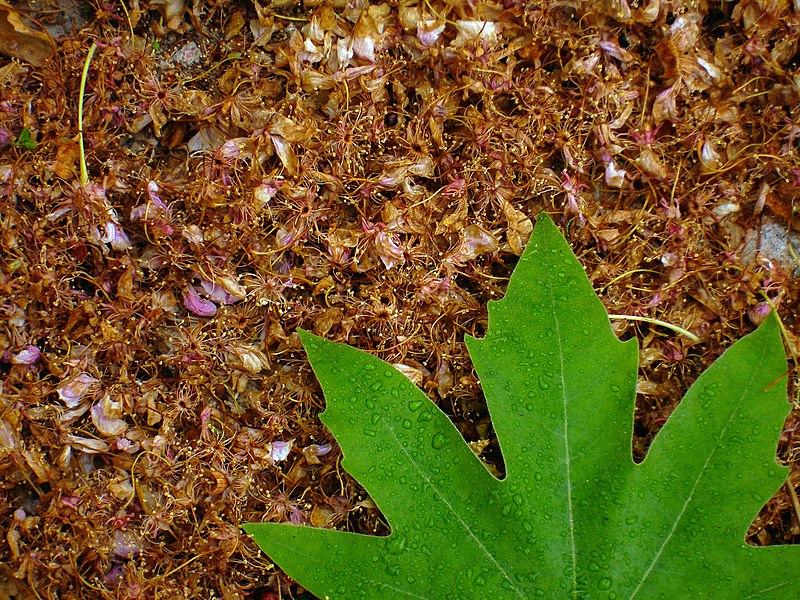 File:Leaves in iran برگ گلها و گیاهان ایرانی 08.jpg