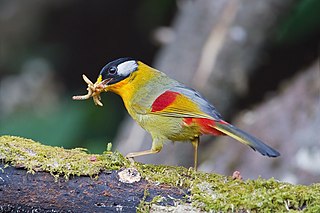 <span class="mw-page-title-main">Silver-eared mesia</span> Species of bird