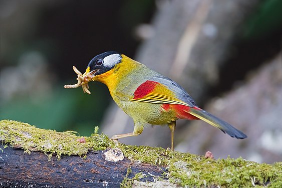 北攬坡府湄旺國家公園一隻雄性銀耳相思鳥