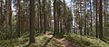 Skov ved Leivonmäki