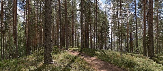 Forest at Leivonmäki National Park