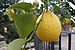 Lemon, Lemon tree, Florence, Italy.jpg