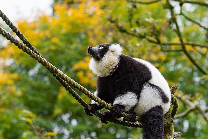 File:Lemur (26245229829).jpg