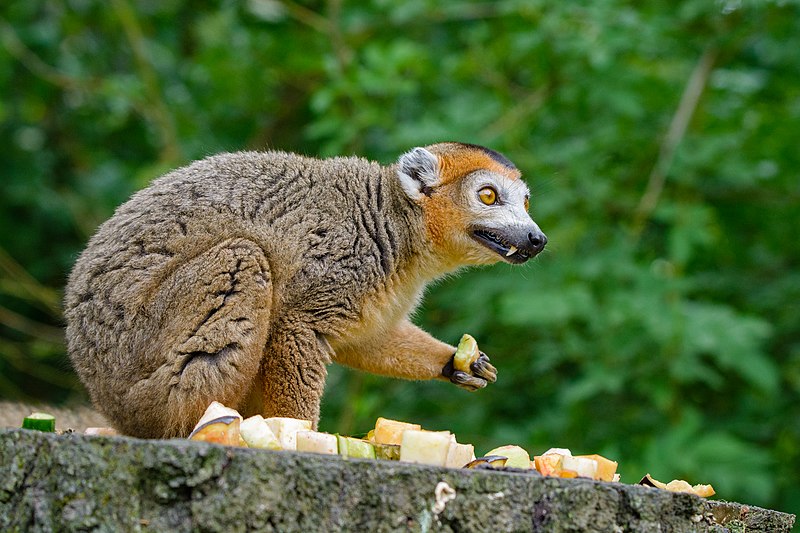 File:Lemur (41726831355).jpg