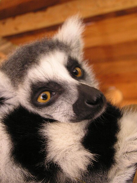 File:Lemur katta.jpg