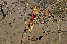 Léopard dévorant une antilope dans un arbre, loin des hyènes