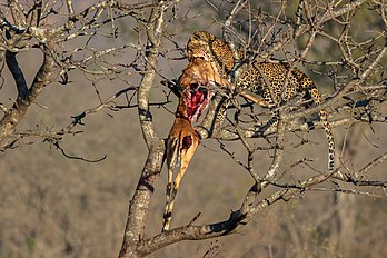 Leopardo (Panthera pardus) devorando um antílope no Parque Nacional Kruger, África do Sul (definição 4 321 × 2 881)