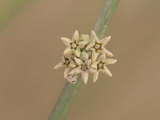 <i>Leptadenia</i> genus of plants