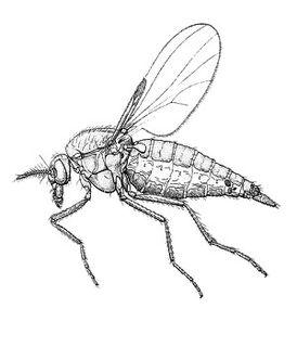 <i>Leptoconops torrens</i> species of insect