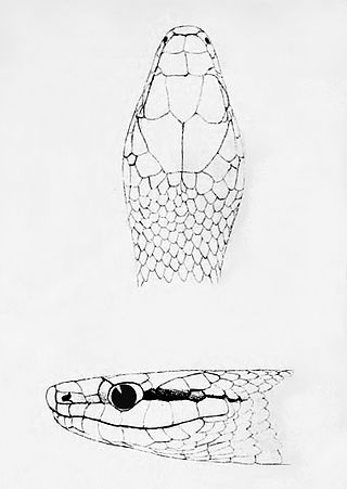 <i>Leptophis modestus</i> Species of snake