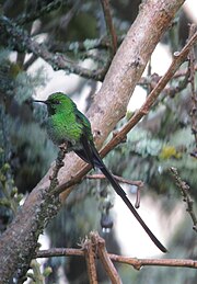 Lesbia nuna Cometa coliverde Green-tailed Trainbearer (8743056764).jpg