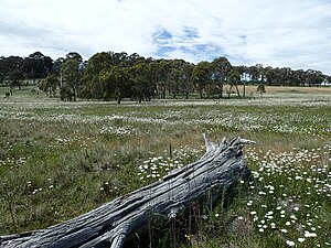 Leucanthemum vulgare infestation.jpg