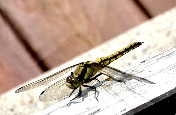 Dragonfly