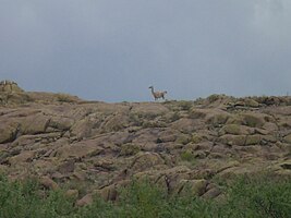 Guanaco in nationaal park Lihue Calel