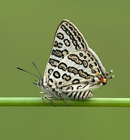 Cigaritis lilacinus