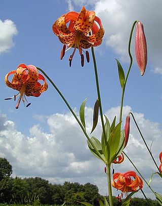 <i>Lilium michiganense</i> Species of lily