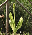 Liparis loeselii plant Italy