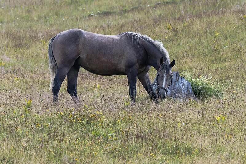 File:Lipizzanerweide-2881.jpg