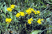 Traditional Ecological Knowledge frequently relates to knowledge surrounding plants and foliage. Lithospermum canescens.jpg