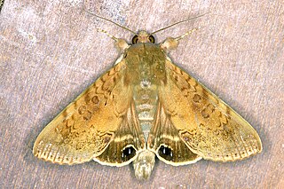 <i>Litoprosopus confligens</i> Species of moth